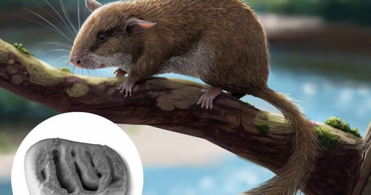 Палеонтологи нашли зуб последней колючей сони Европы