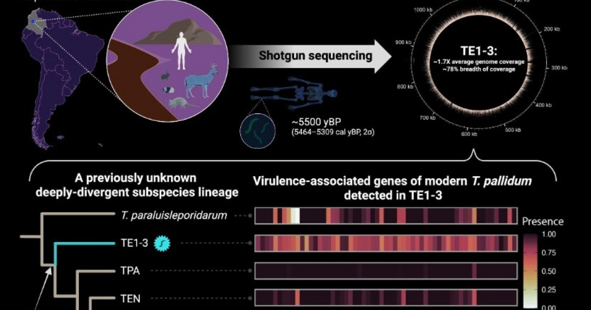 Древний американец заразился бледной трепонемой более 5,3 тысячи лет назад