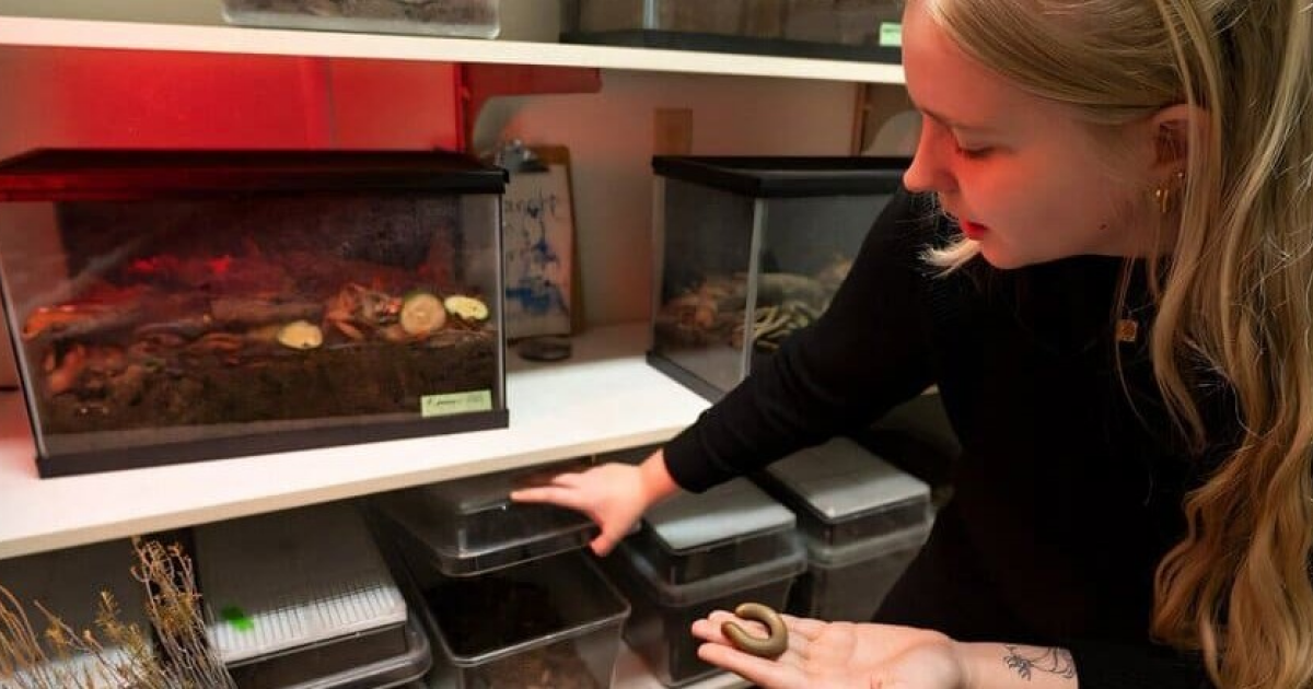 Редкий вид многоножек из Флориды впервые размножился в неволе