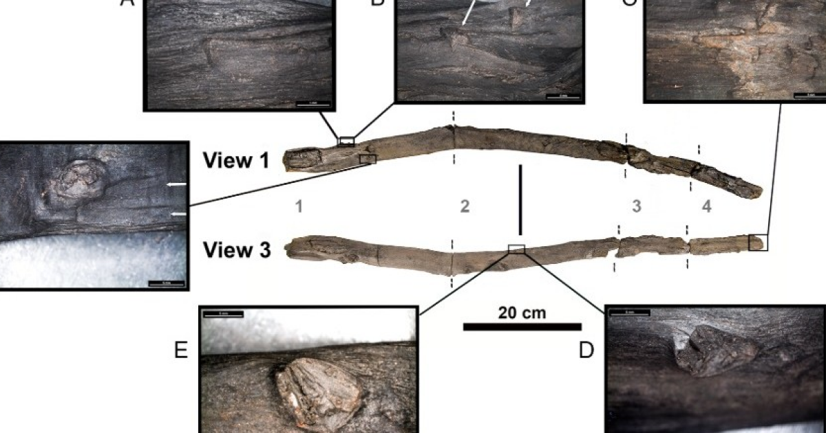 В Греции обнаружили 430-тысячелетнюю палку-копалку