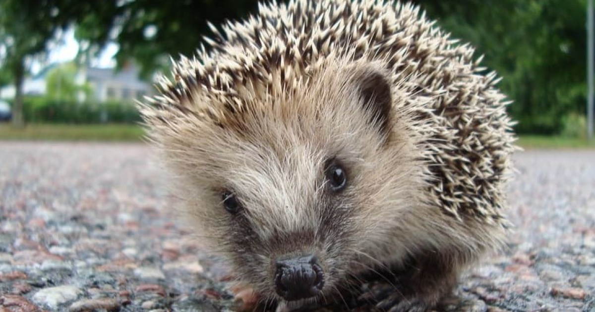 Ежи построили зимовочные гнезда из антропогенного мусора