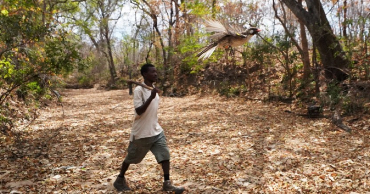Локальные диалекты возникли в Африке в призывах для диких птиц