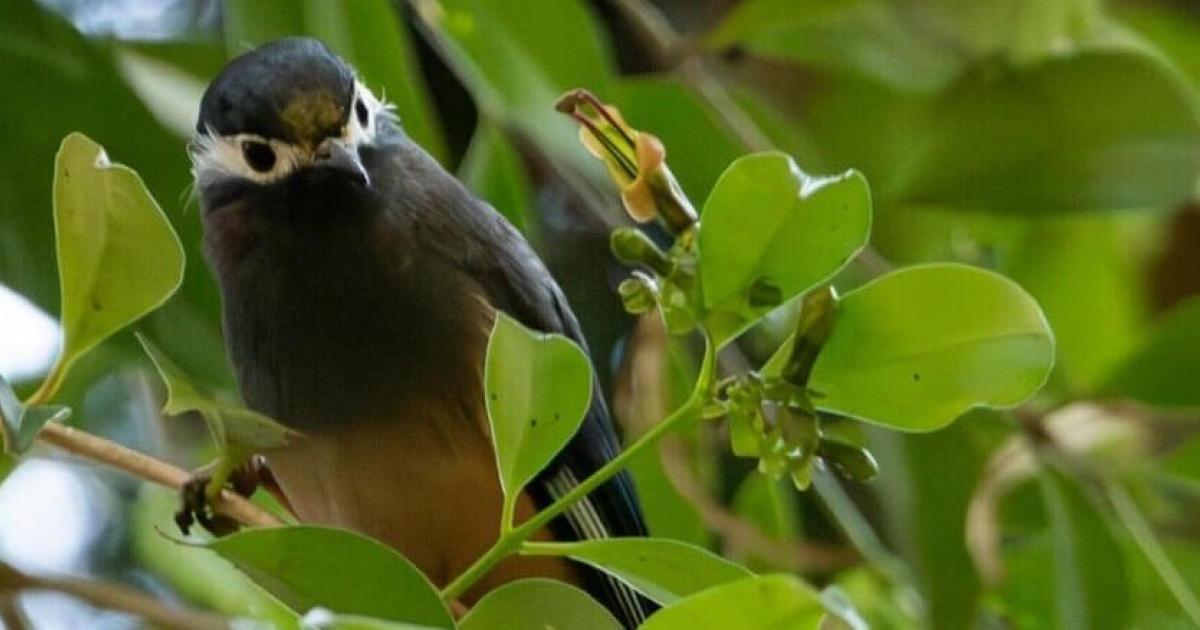 Эсхинантус с короткими широкими цветками не вписался в модель Гранта  Стеббинса