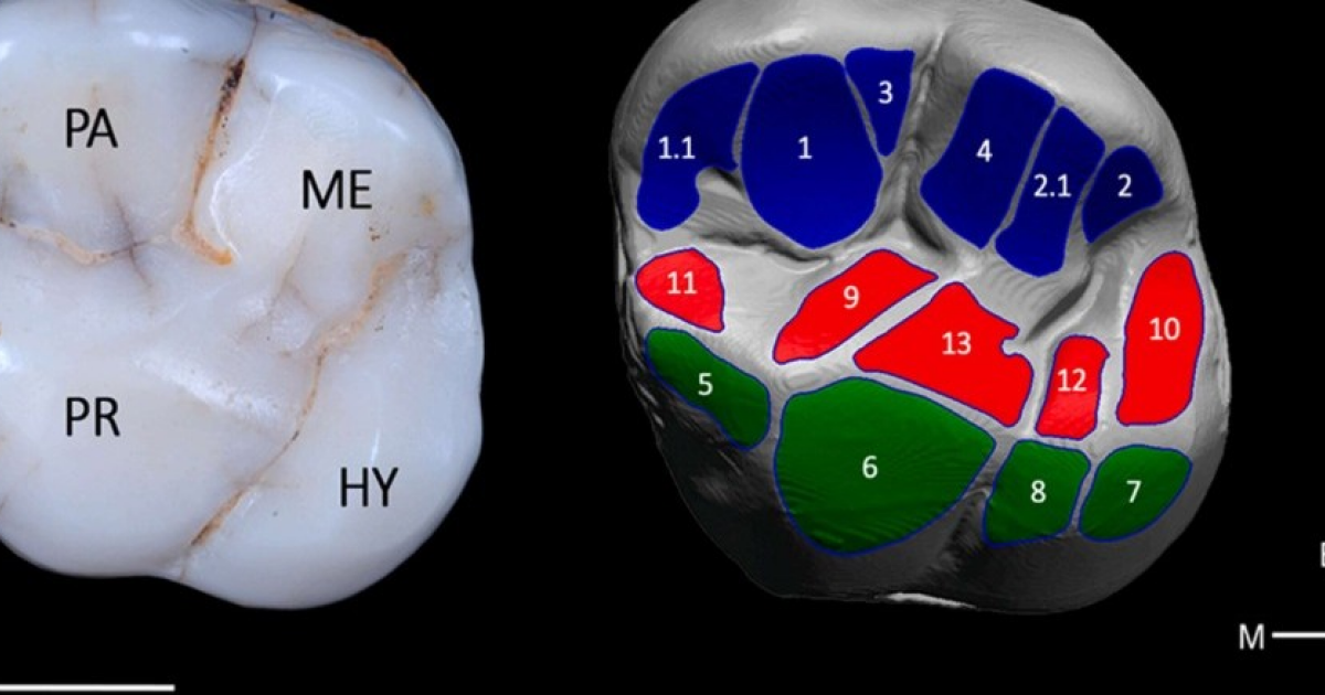 Гейдельбергские люди из Атапуэрки поели растительную и мясную пищу