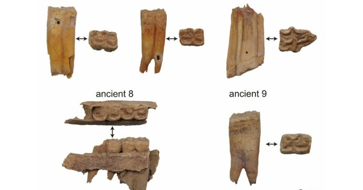 В Китае обнаружили древнейших в стране лошаков