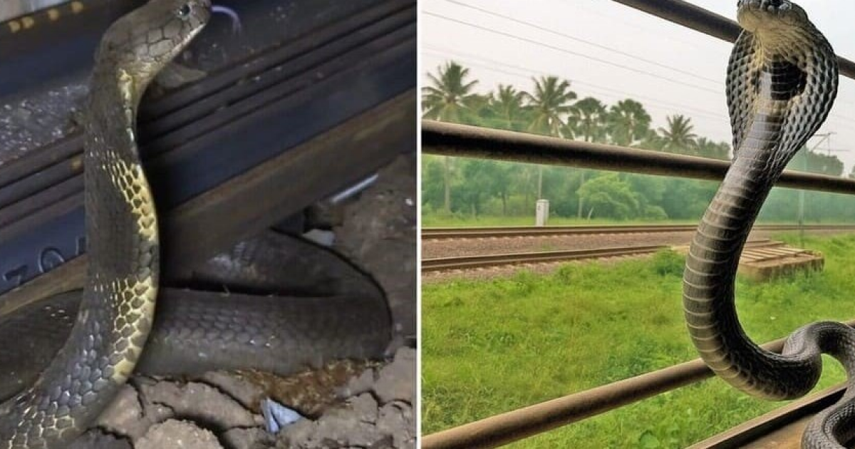 Королевские кобры зайцами проехались в индийских поездах