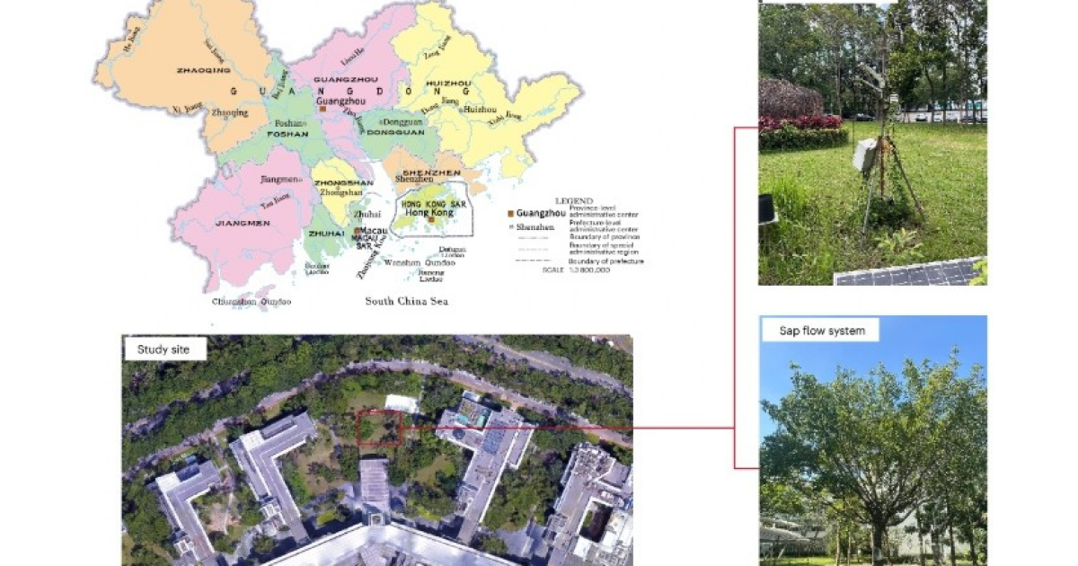 Деревья оказались лучше газонов для охлаждения во время волн жары