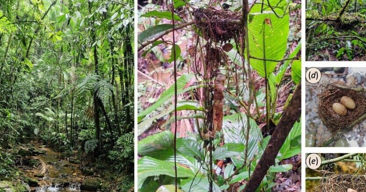 Свисающие с гнезд манакинов растительные хвосты оказались защитой от разорителей