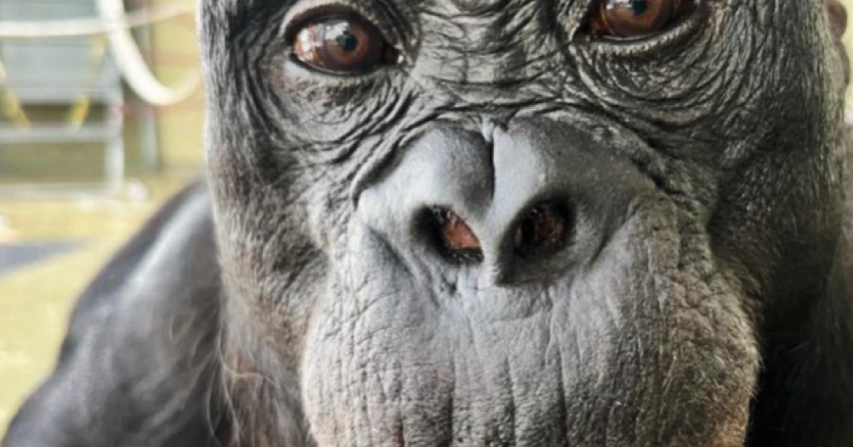 Бонобо Канзи представил себе вымышленные объекты