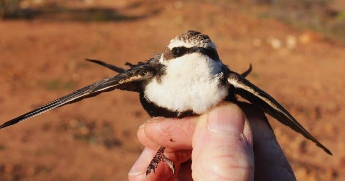 Австралийские ласточки глубоко оцепенели в дождливую погоду