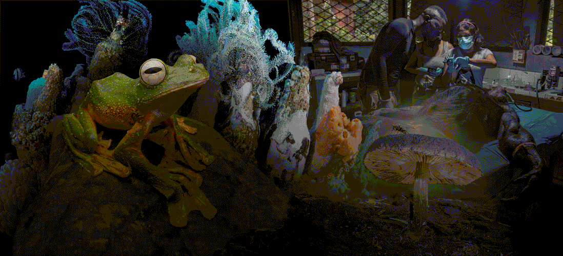 Смиренный крокодил, змея на спине и лесные нимфы