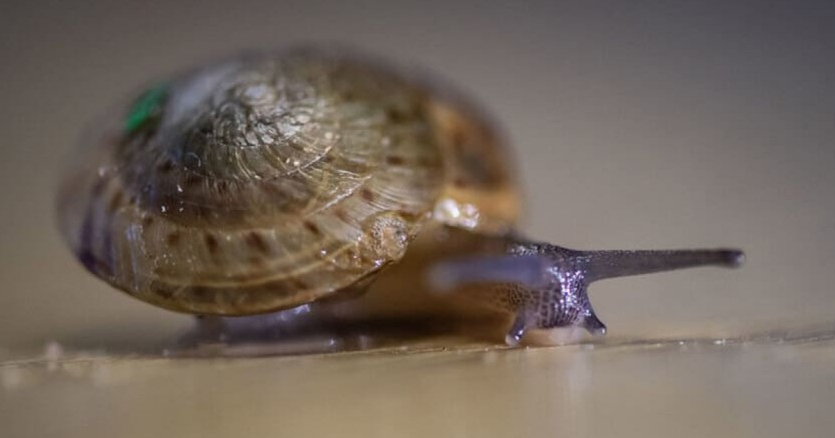 Зоологи спасли считавшуюся исчезнувшей улитку с Бермудских островов