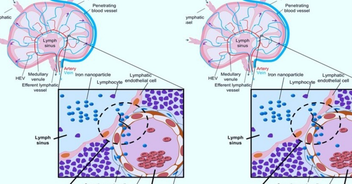 В лимфоузлах мышей нашли лимфовенозные шунты