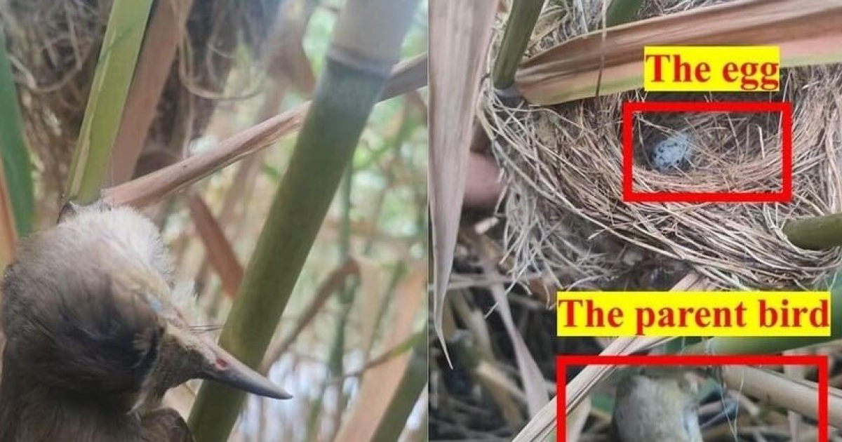 Вплетенное в гнездо пластиковое волокно погубило камышовку