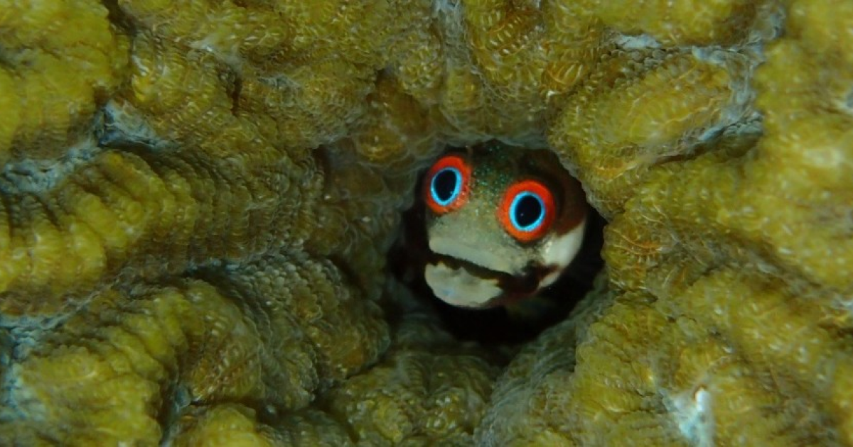 Пищевые цепи в коралловых рифах Карибского моря стали на две трети короче