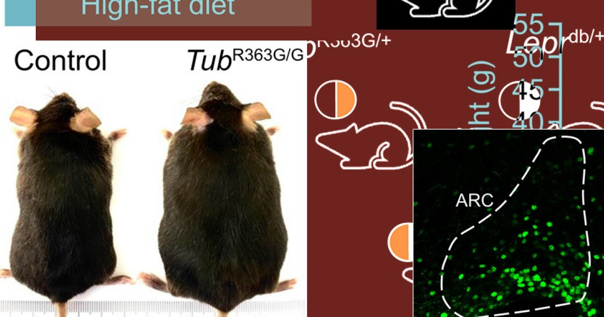 Патологический ген снизил чувствительность нейронов к лептину и привел к перееданию