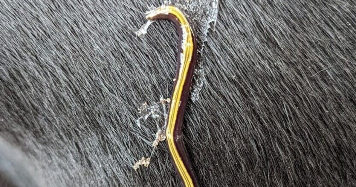 Австралийские планарии расселились по Франции верхом на кошках и собаках