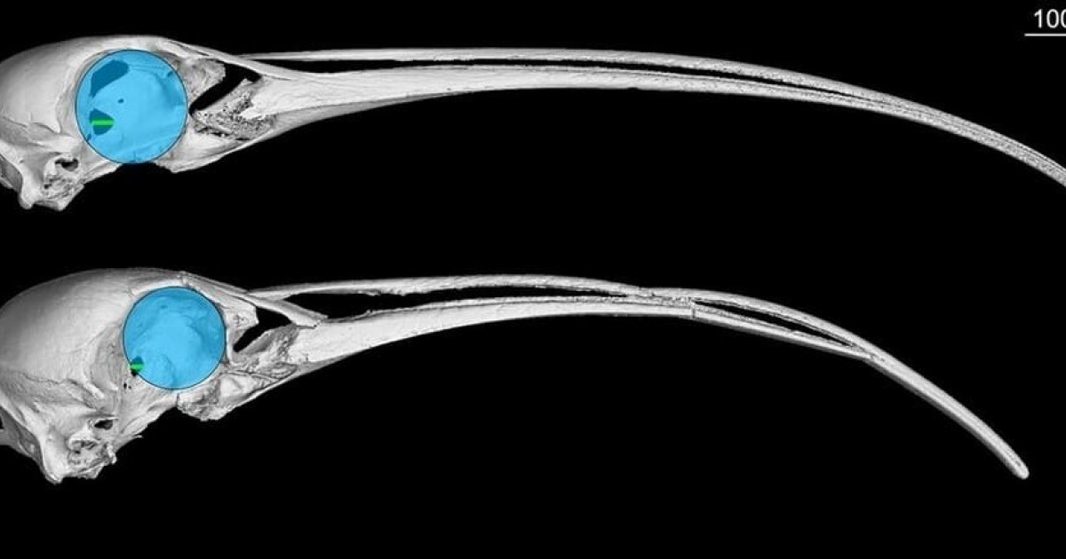 Вымерших гавайских ибисов назвали ночными и слабовидящими