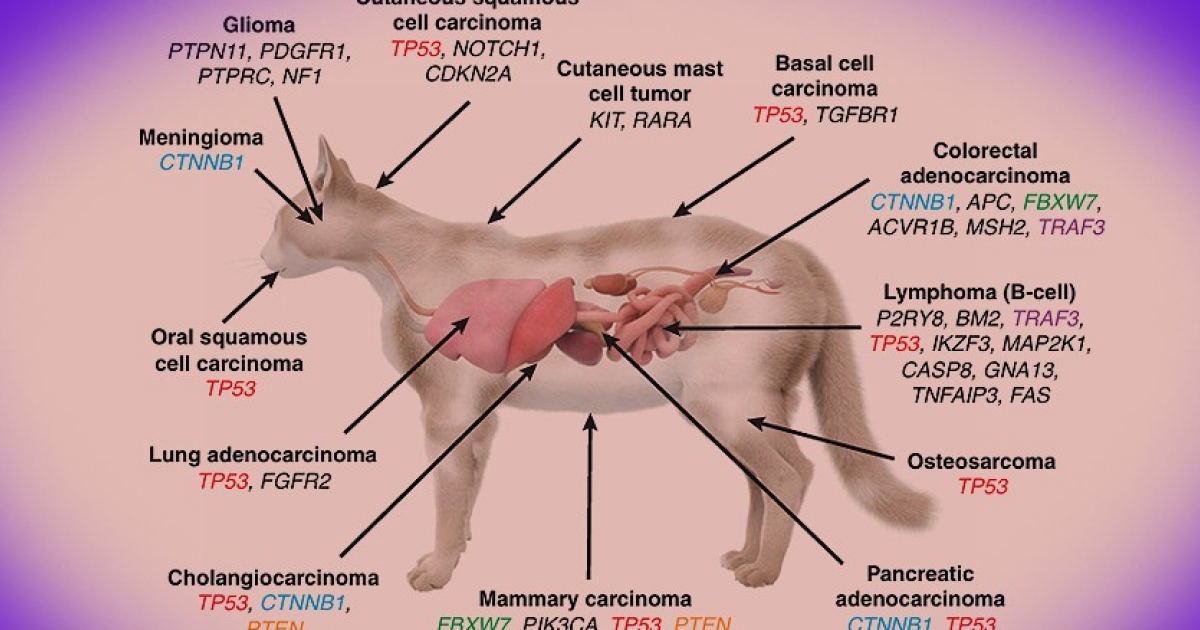 Анализ мутаций в 493 геномах кошачьих опухолей показал их схожесть с человеческими