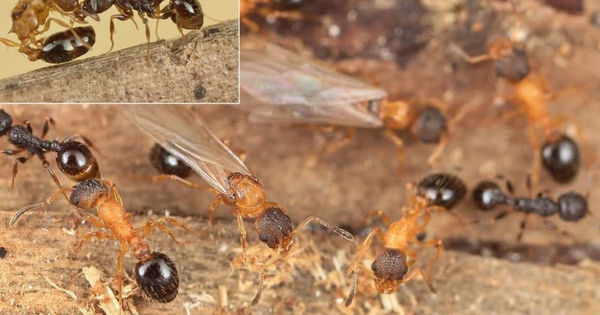 Энтомологи обнаружили вид муравьев без самцов и рабочих особей