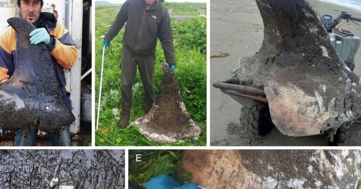 Рыбоядные косатки на всю жизнь остались в родных стадах ради защиты от плотоядных