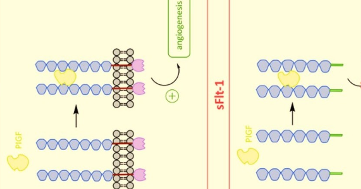 Тирозинкиназа и тропонин в крови беременной женщины предсказали сердечно-сосудистые заболевания