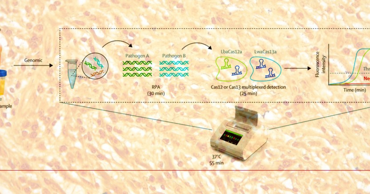 Портативная система диагностики половых инфекций на основе CRISPR-Cas прошла первые испытания