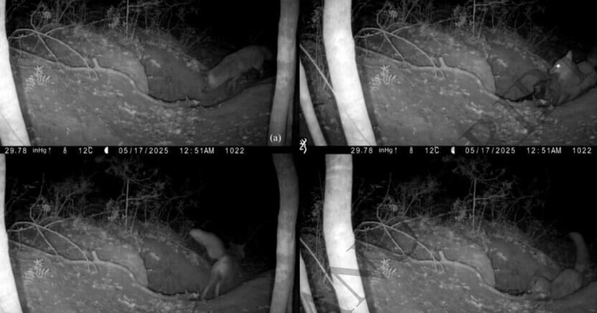 Лисица поохотилась на волчонка