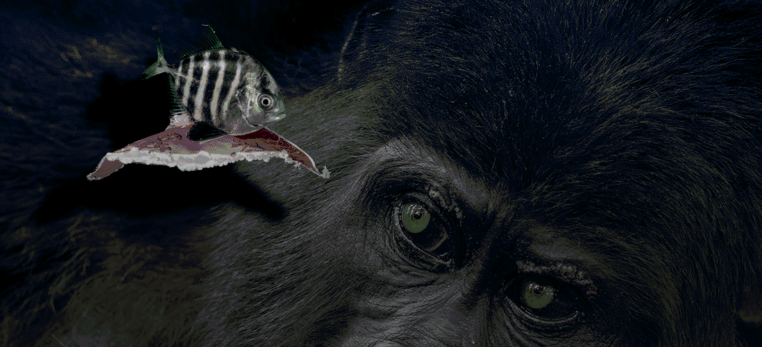 Китенок Махина, стрекозы-стрелки и икра амбистомы