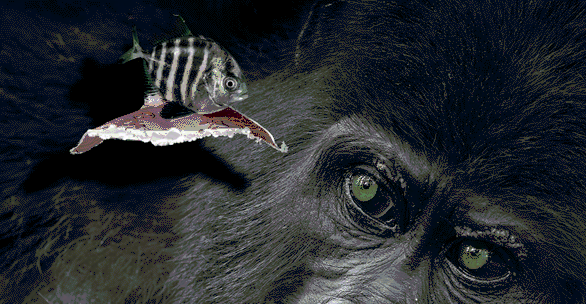 Китенок Махина, стрекозы-стрелки и икра амбистомы