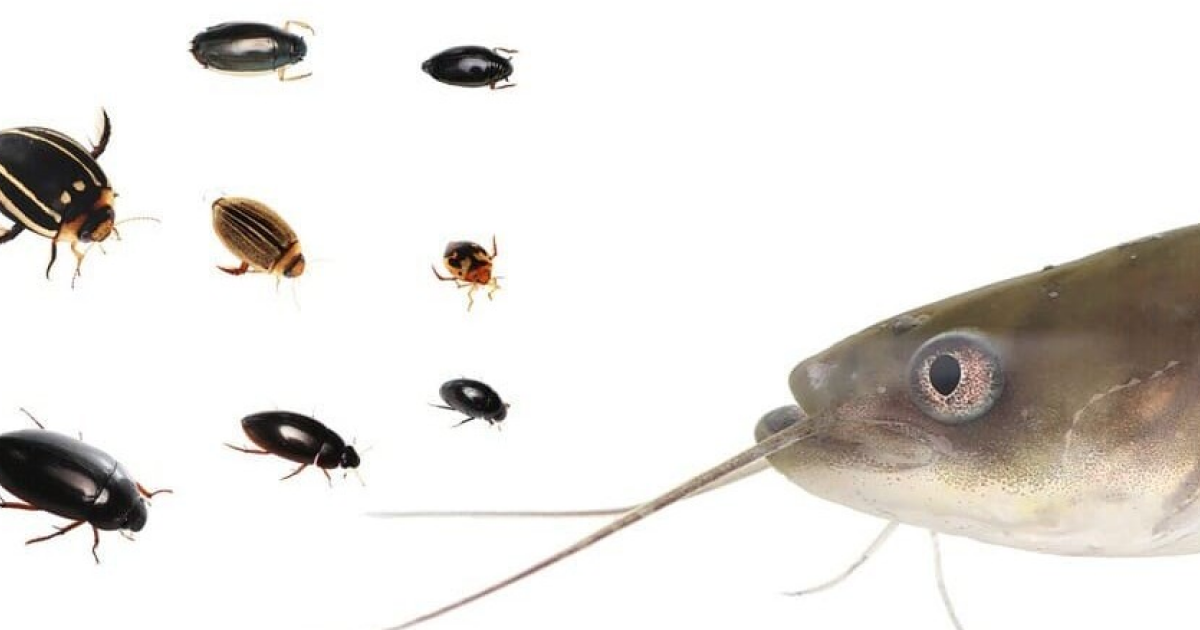 Мелкие размеры помогли жукам спастись из пасти сома