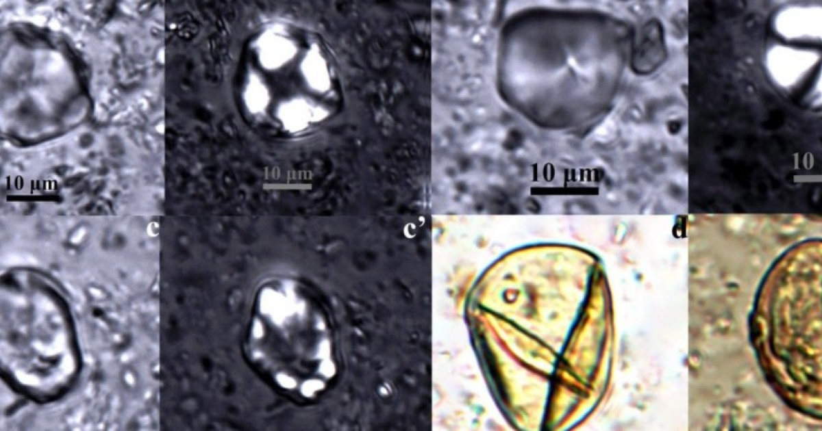 В китайской гробнице сохранился 2000-летний алкогольный напиток