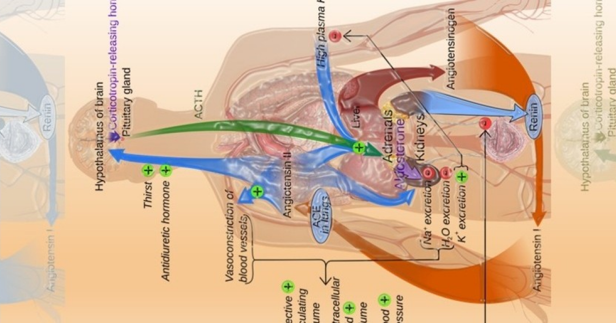 Блокаторы РААС защитили детей от хронической болезни почек лучше блокаторов кальциевых каналов