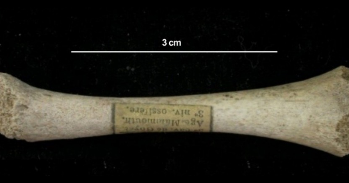 Генетики выявили крайне низкое митохондриальное разнообразие поздних неандертальцев