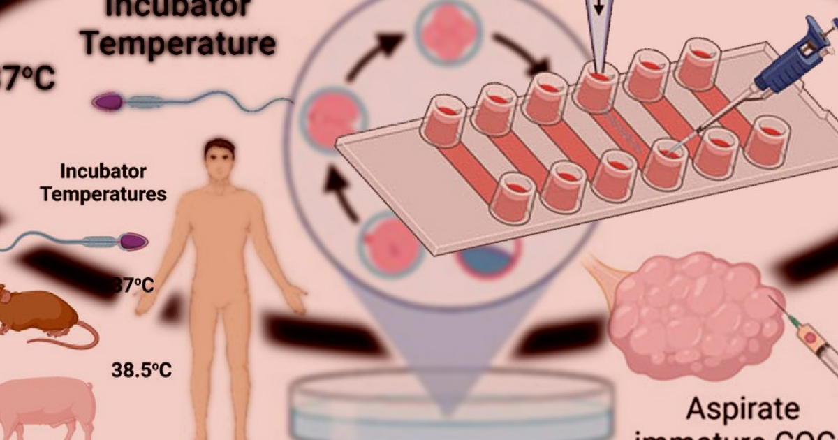 Микрогравитация нарушила направленное движение сперматозоидов