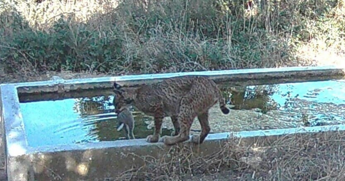 Пиренейские рыси помочили кроликов в воде