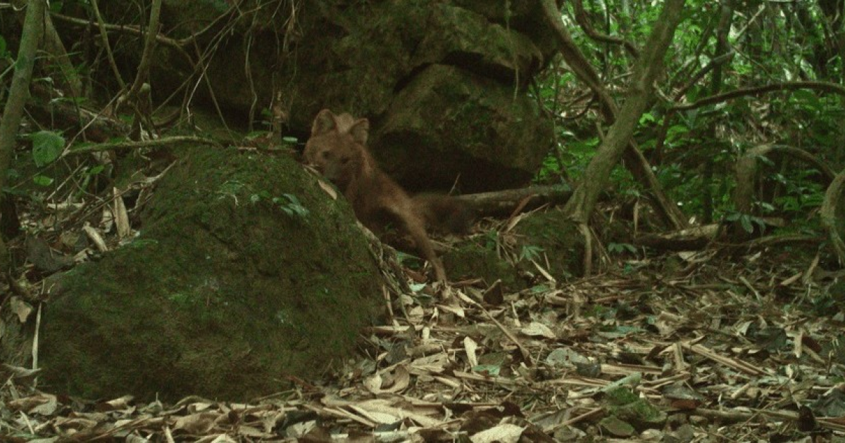 Красного волка заметили во Вьетнаме впервые за 20 лет