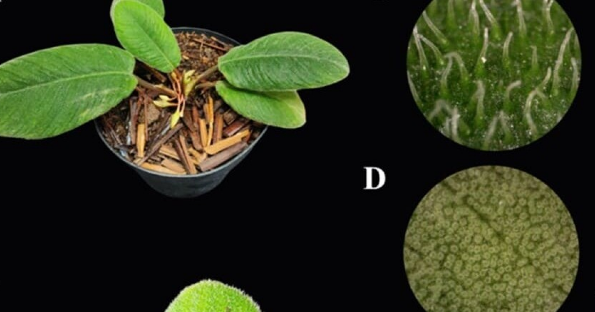 Суматранское растение с ворсистыми листьями назвали в честь кошачьего языка