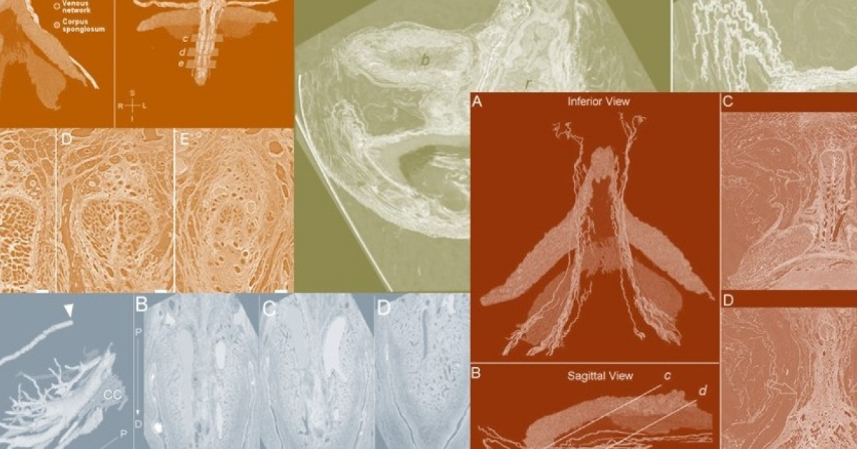 Синхротрон помог описать нейроанатомию клитора