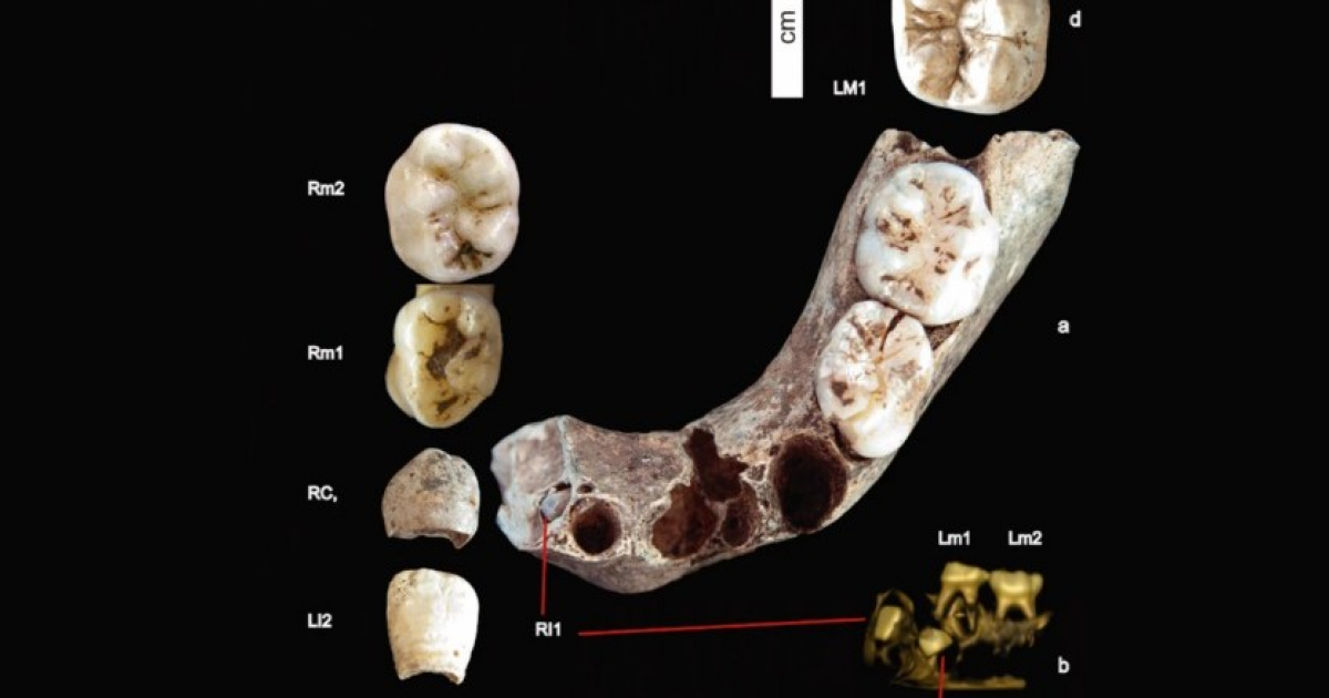 Изотопы в зубах кроманьонского ребенка указали на рацион его матери