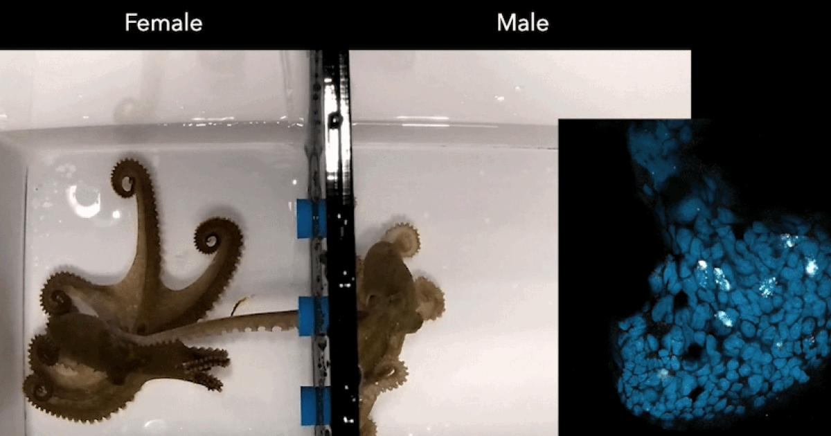 Гектокотиль осьминога отреагировал на прогестерон