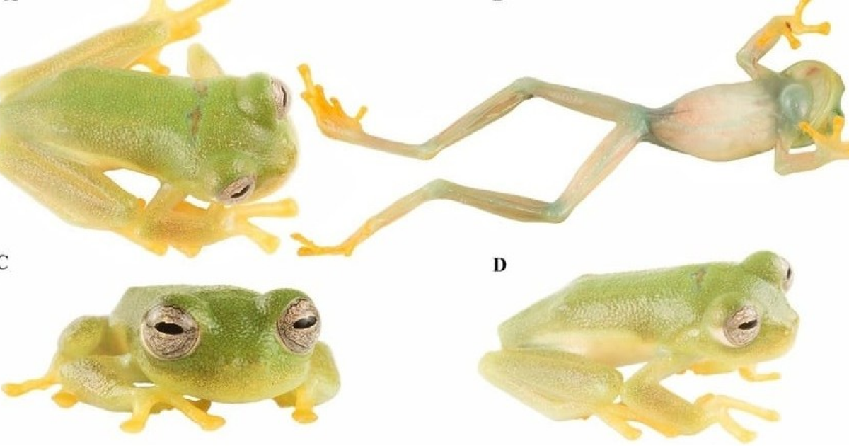 Новый вид стеклянных лягушек назвали в честь олимпийской чемпионки из Эквадора
