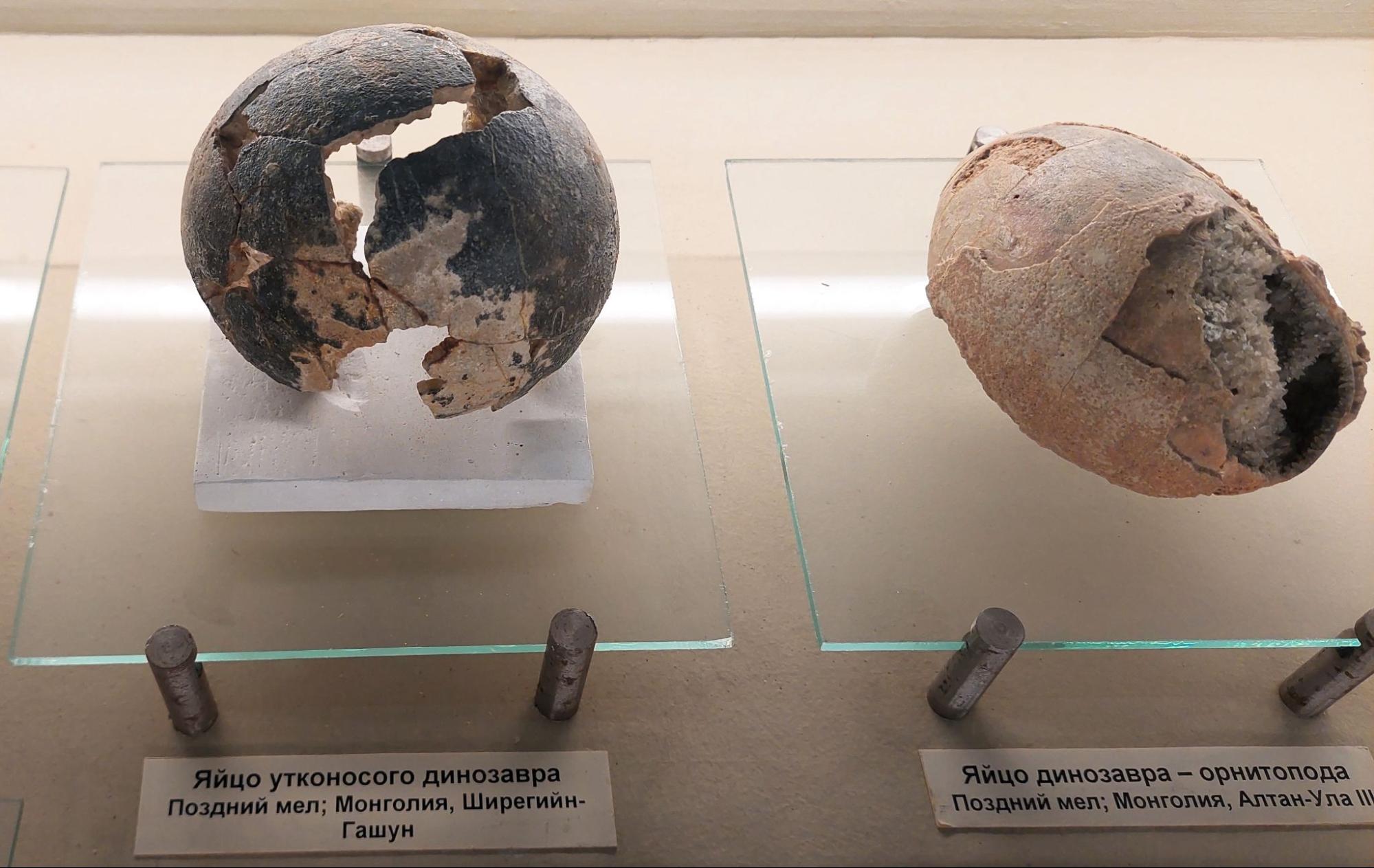 Яйца динозавров в палеонтологическом музее Москвы