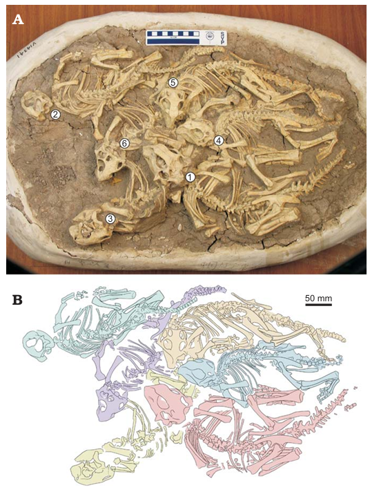 Такие скопления показывают, что после рождения эти динозавры не разбегались кто куда, а перемещались стаями.