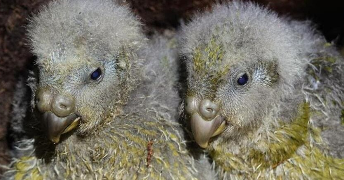 В нынешнем сезоне размножения у какапо вылупились 105 птенцов