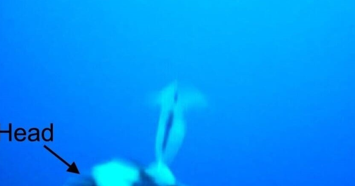 Пингвины Адели поохотились на крылоногих моллюсков