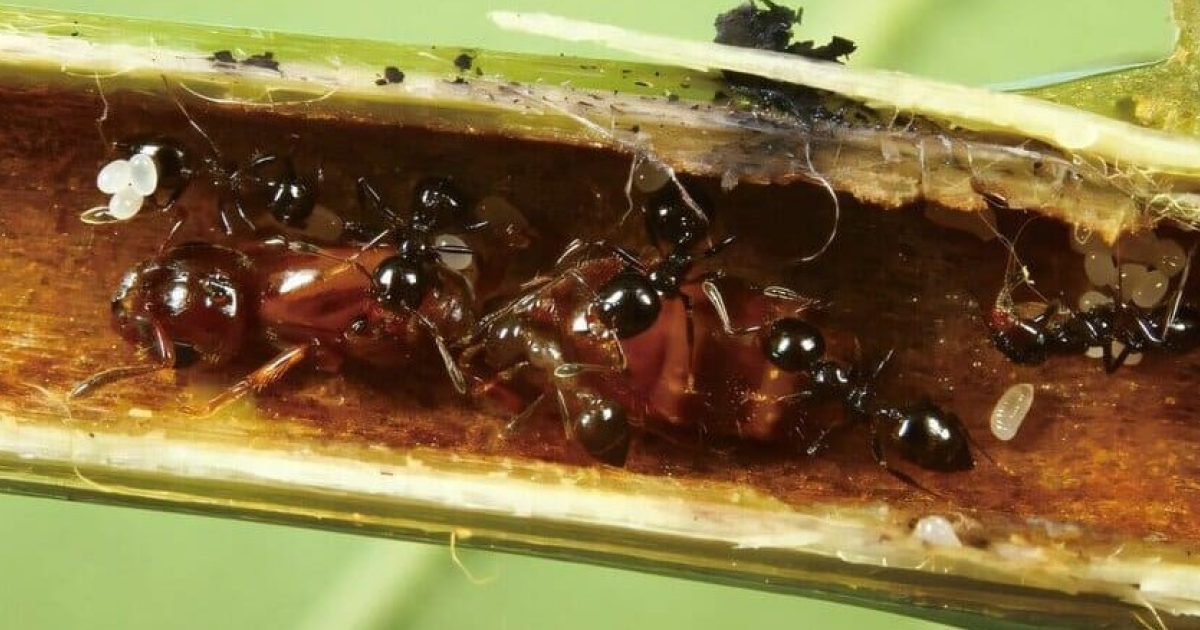 Люди помогли осам нарушить сотрудничество деревьев с муравьями