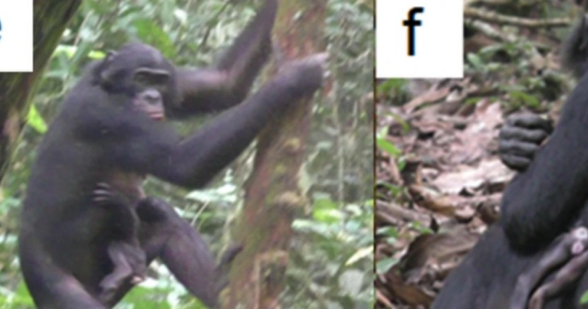Коалиция бонобо напала на самку из соседней группы и усыновила ее детеныша