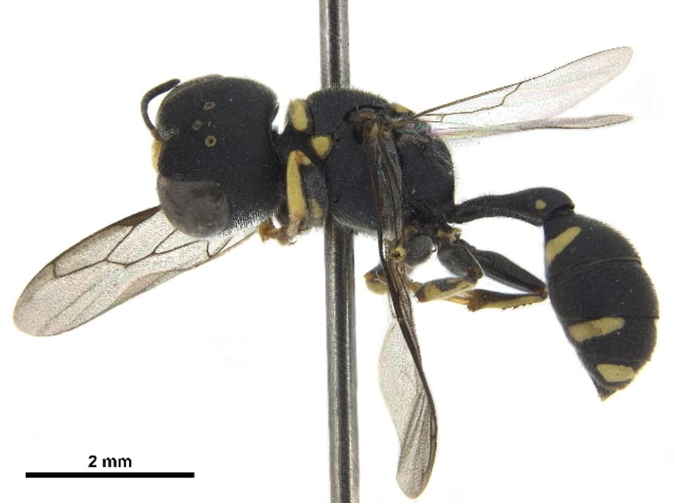 �������� ��� <i>Dasyproctus agilis</i>
