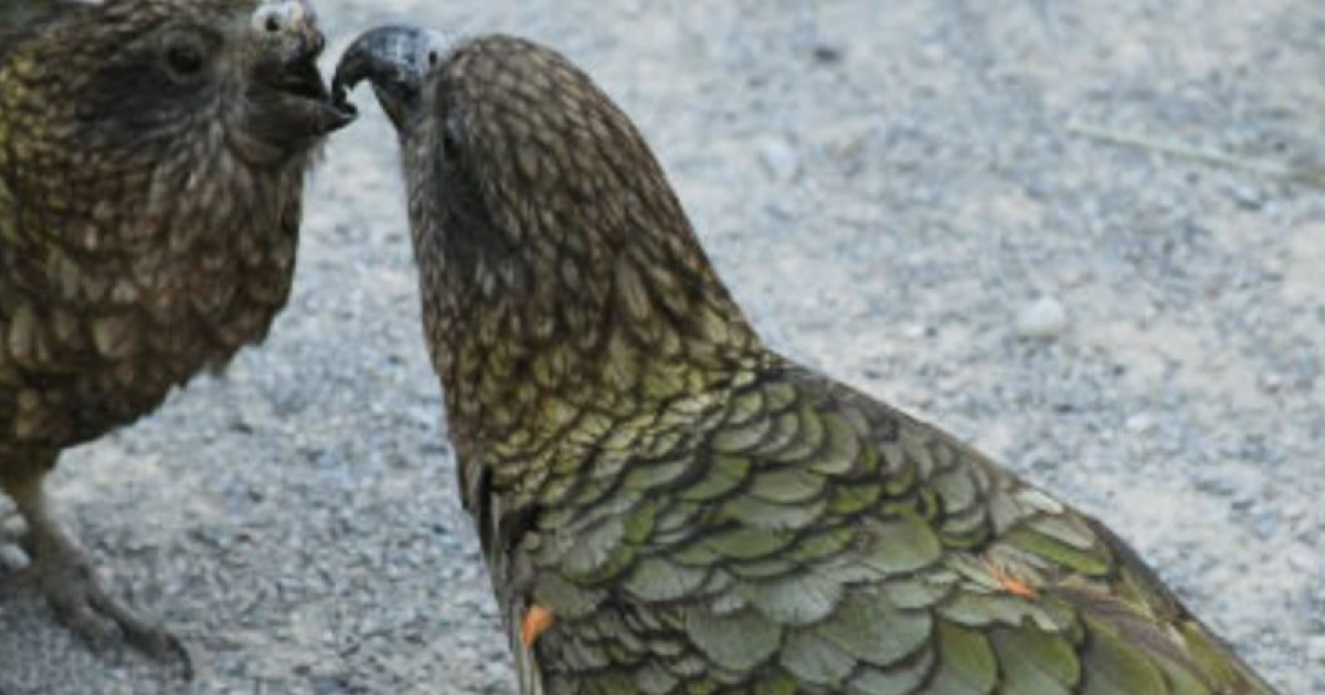 Кеа без надклювья стал альфа-самцом своей группы